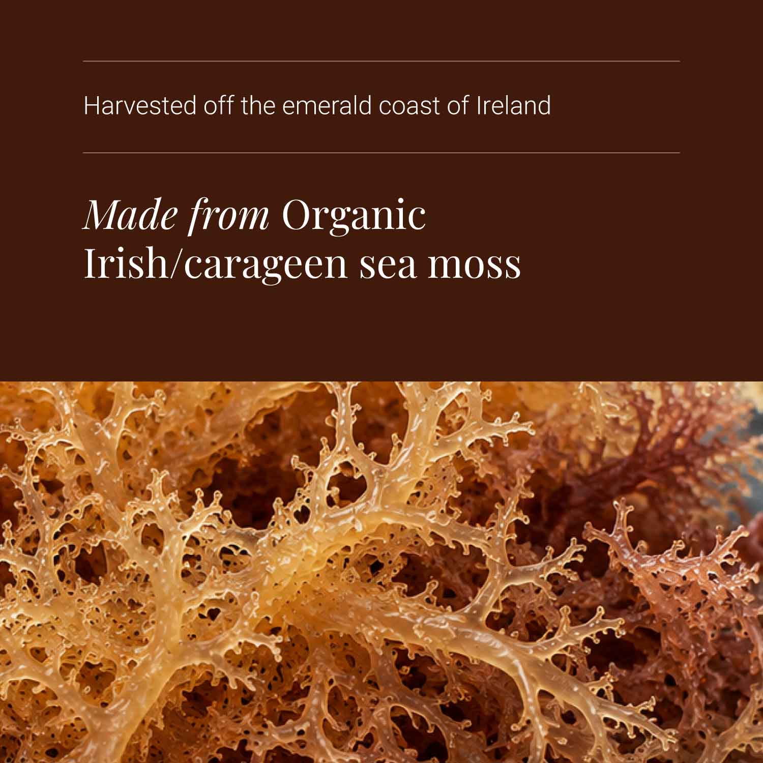 KIKI Health Organic Irish Sea Moss 500mg
