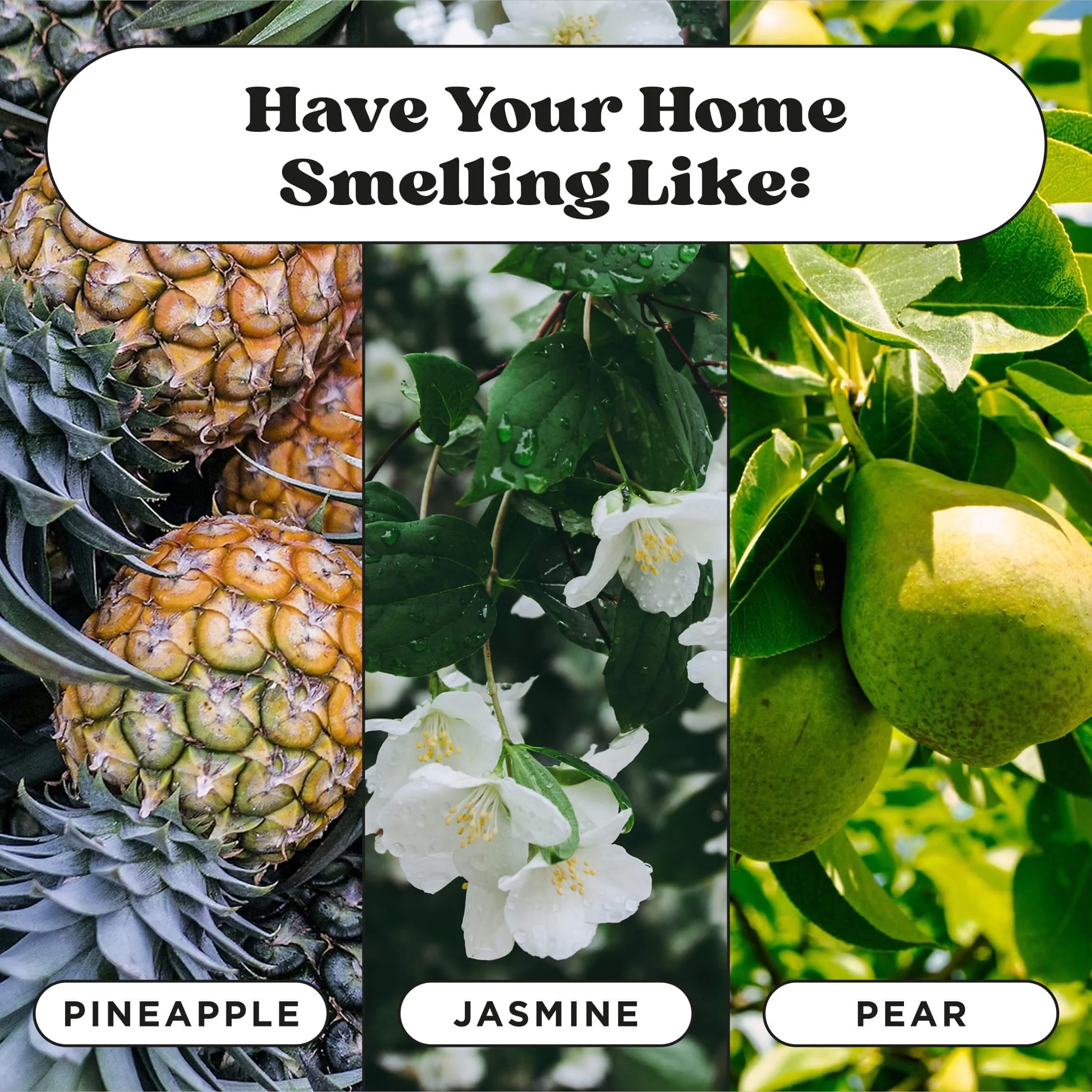 Pet Pourri Pawsitively Fresh Room Spray