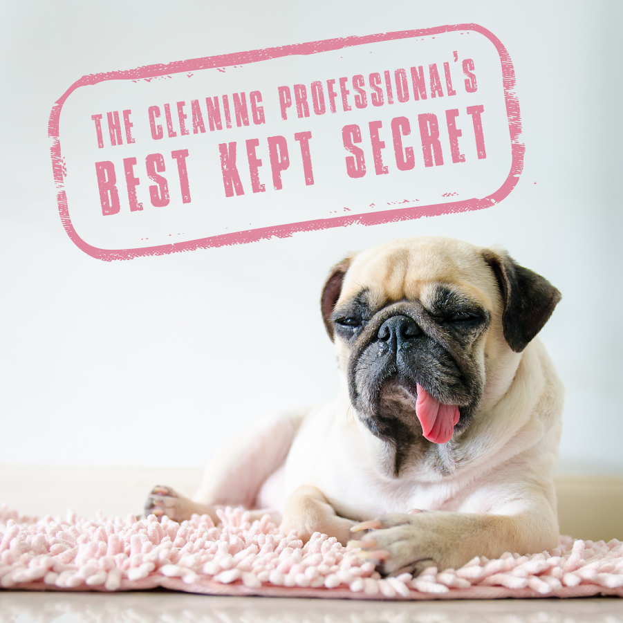 Professional Strength Probiotic Urine Stain Remover & Odour Destroyer