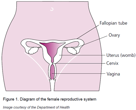 Cervical Cancer Prevention Week. Diagram of the female reproductive system showing the fallopian tubes, ovaries, uterus, cervix and vagina, labelled to illustrate internal anatomy.