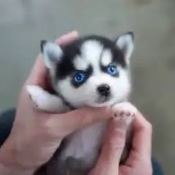 🎁Bionic Pets🐶 Moje realistické štěně robota