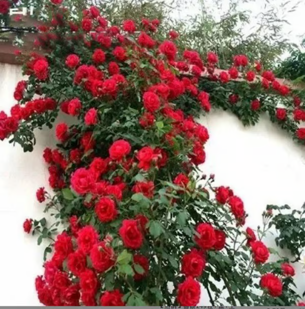 Semințe de flori de trandafir de viță de vie cățărătoare🌹
