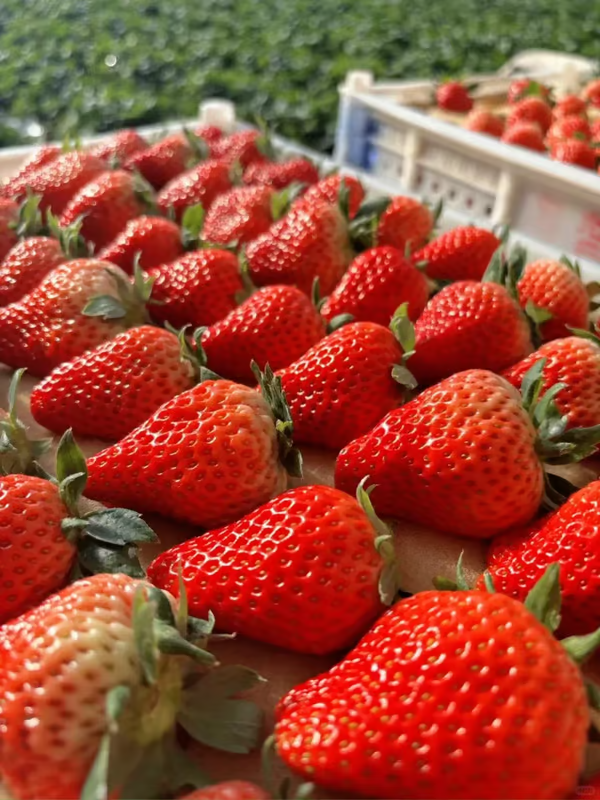 🔥🍓Cremă de semințe de căpșuni