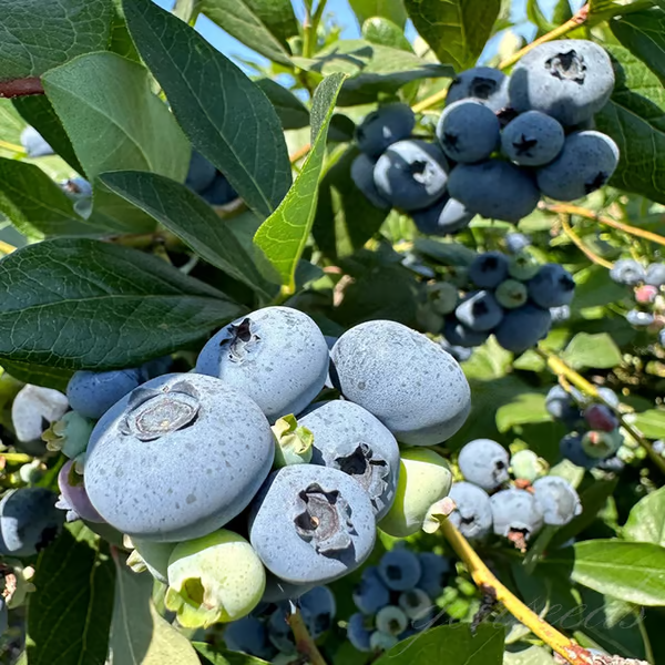 Afine gigant🫐Seminţe de fructe (RANDAMENT MARE)