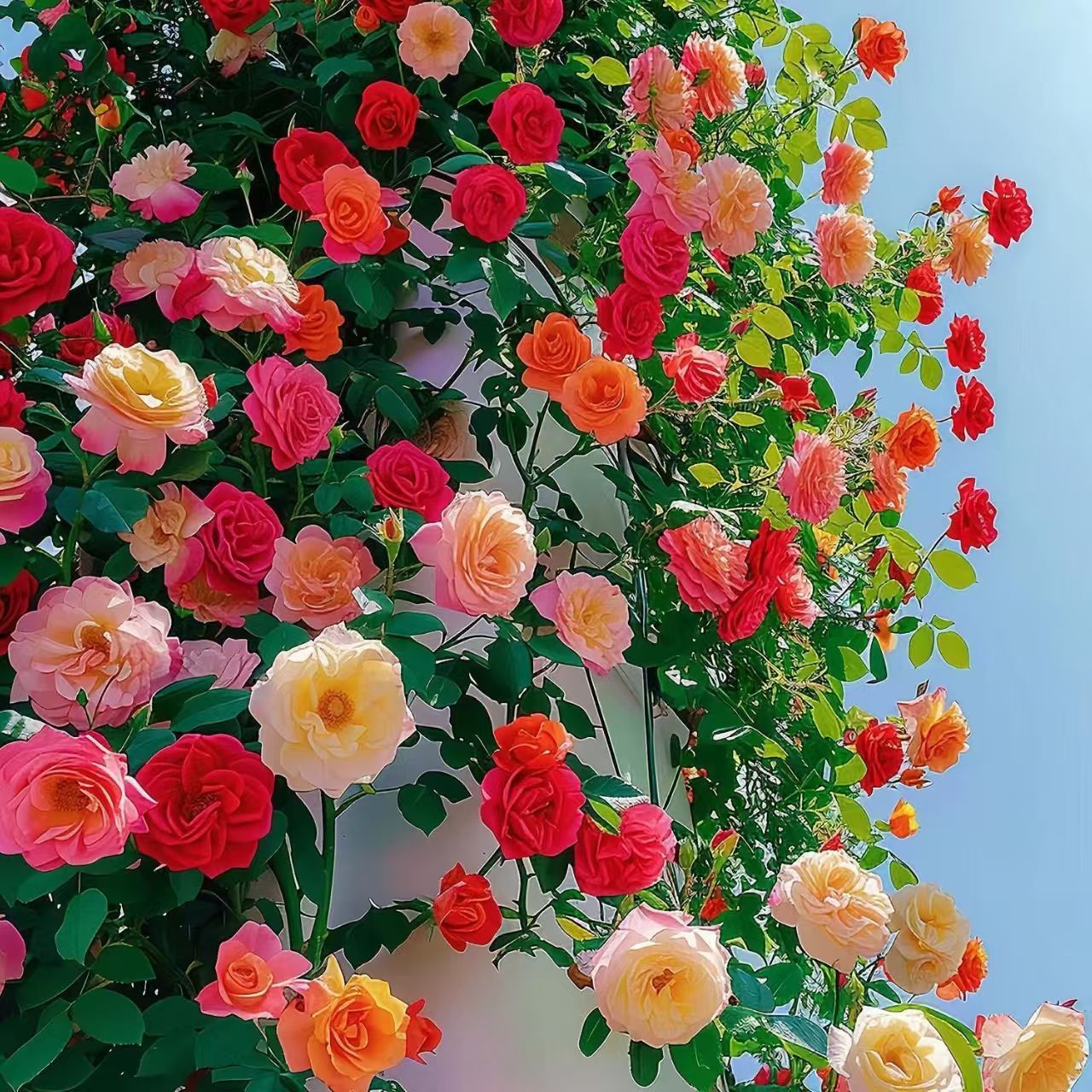 Semințe de flori de trandafir de viță de vie cățărătoare🌹