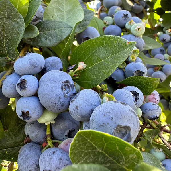 Afine gigant🫐Seminţe de fructe (RANDAMENT MARE)