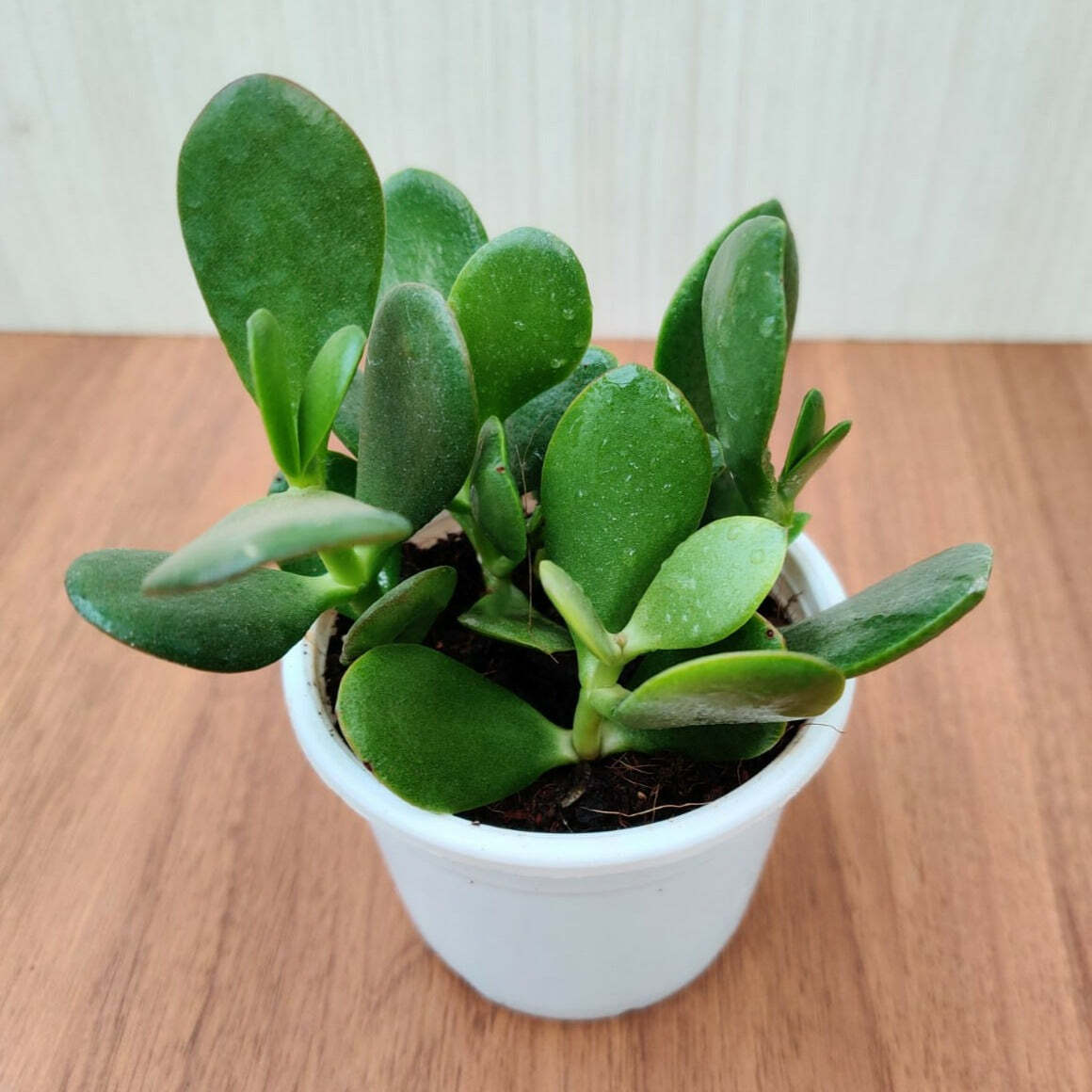 lucky-jade-green-succulent-plant-crassula-ovata-10-cm-pot-indoor