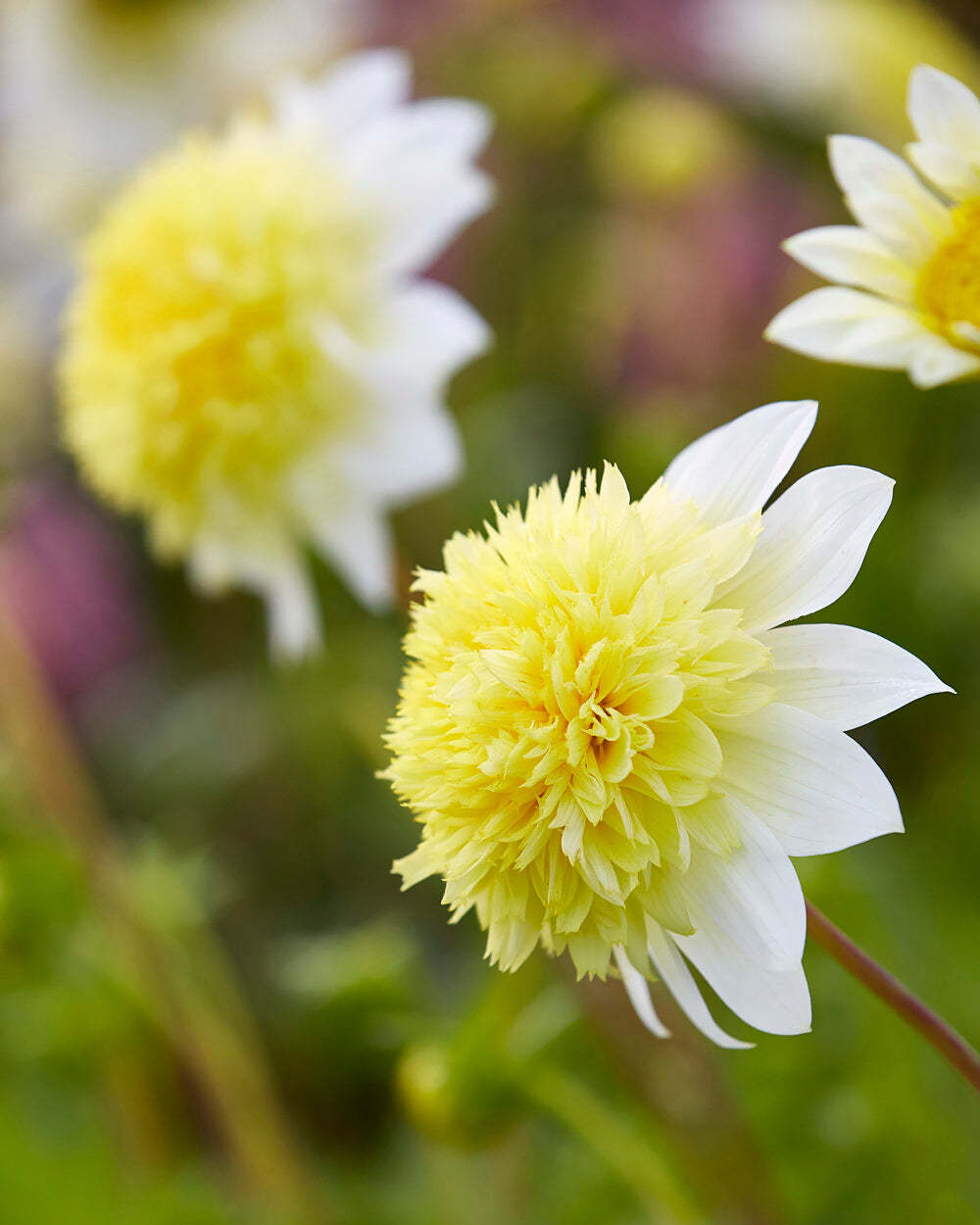 Dahlia 'Freya's Paso Doble'