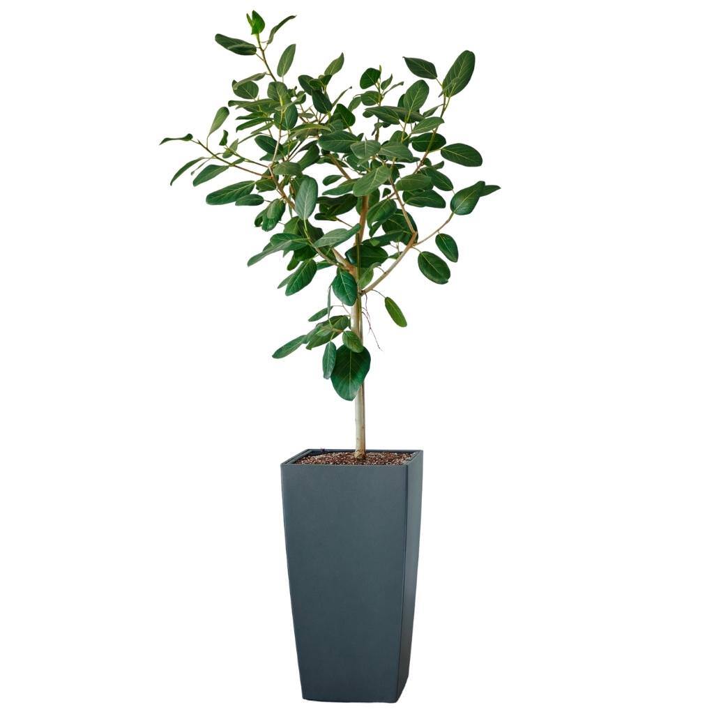 Ficus Audrey Potted In  Cubico 40 Planter - Charcoal Metallic