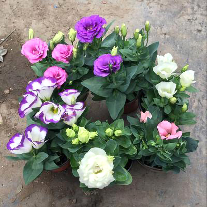 Eustoma τριαντάφυλλο χωρίς αγκάθια💐 σπόροι λισάνθου