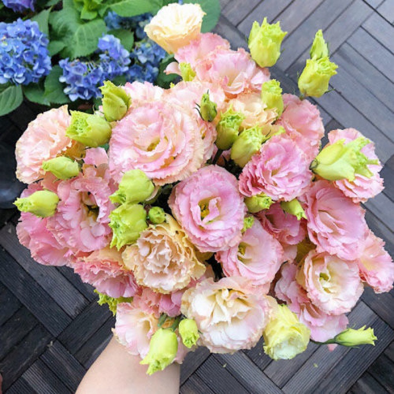 Eustoma τριαντάφυλλο χωρίς αγκάθια💐 σπόροι λισάνθου