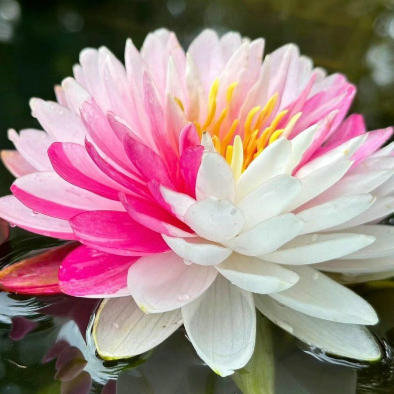 💐Ιερό μπολ μπονσάι λουλούδι λωτού