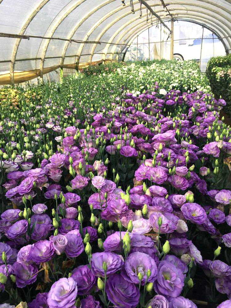 Eustoma τριαντάφυλλο χωρίς αγκάθια💐 σπόροι λισάνθου
