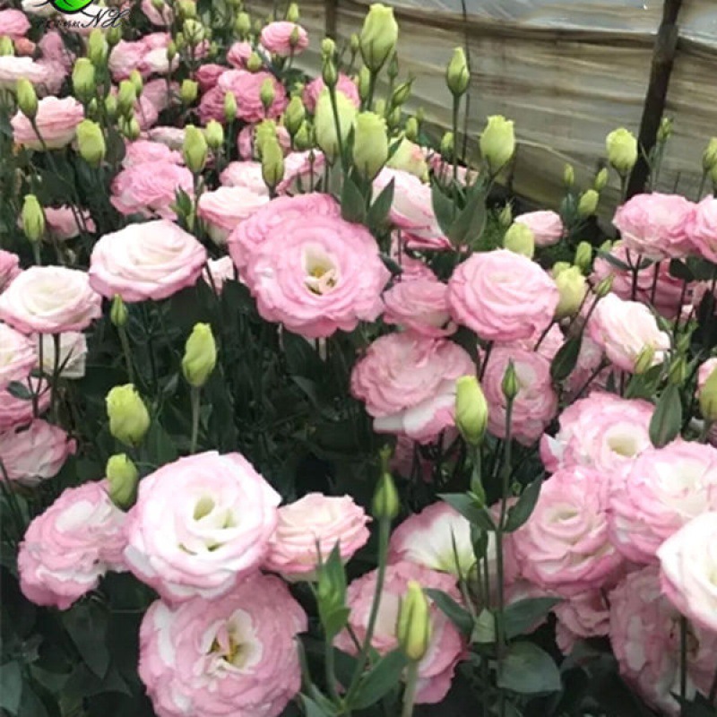 Eustoma τριαντάφυλλο χωρίς αγκάθια💐 σπόροι λισάνθου