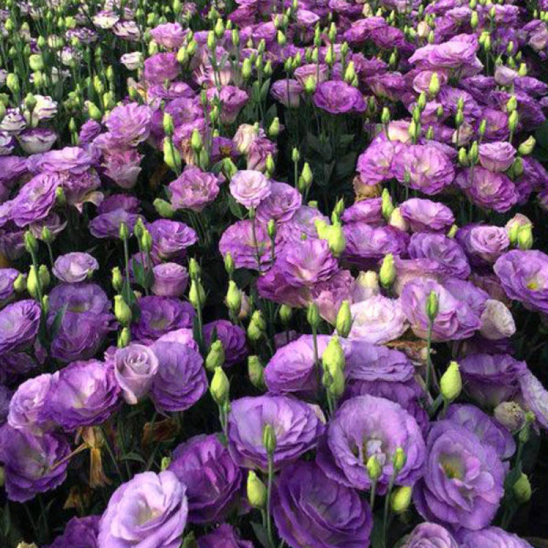 Eustoma τριαντάφυλλο χωρίς αγκάθια💐 σπόροι λισάνθου