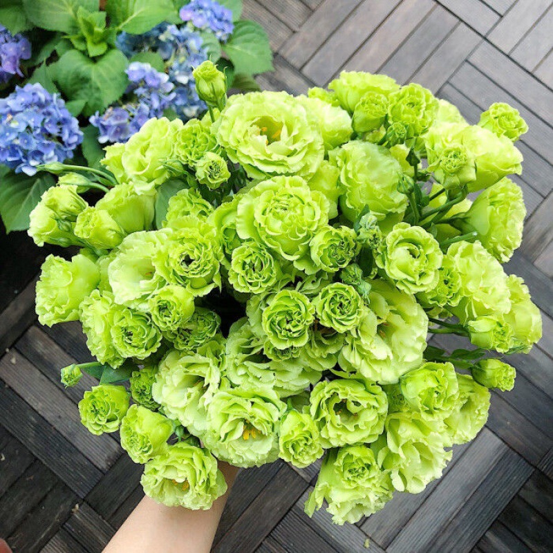 Eustoma τριαντάφυλλο χωρίς αγκάθια💐 σπόροι λισάνθου