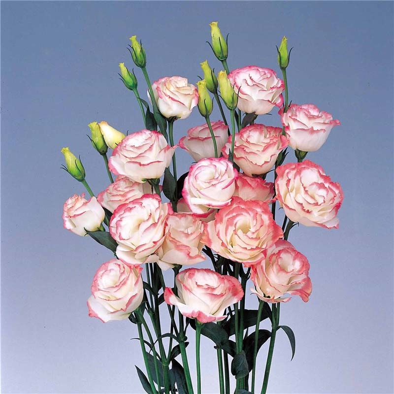 Eustoma τριαντάφυλλο χωρίς αγκάθια💐 σπόροι λισάνθου