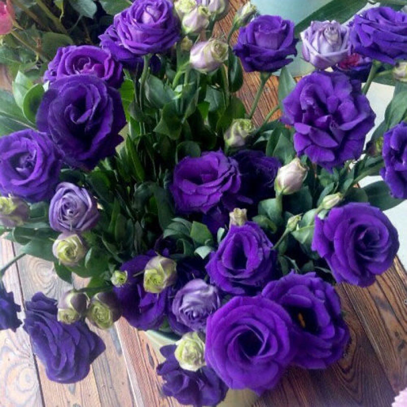 Eustoma τριαντάφυλλο χωρίς αγκάθια💐 σπόροι λισάνθου