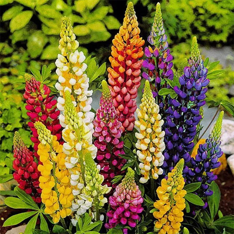 🦄Half price discount💖Lupine flower seeds🌈Garden decoration expert