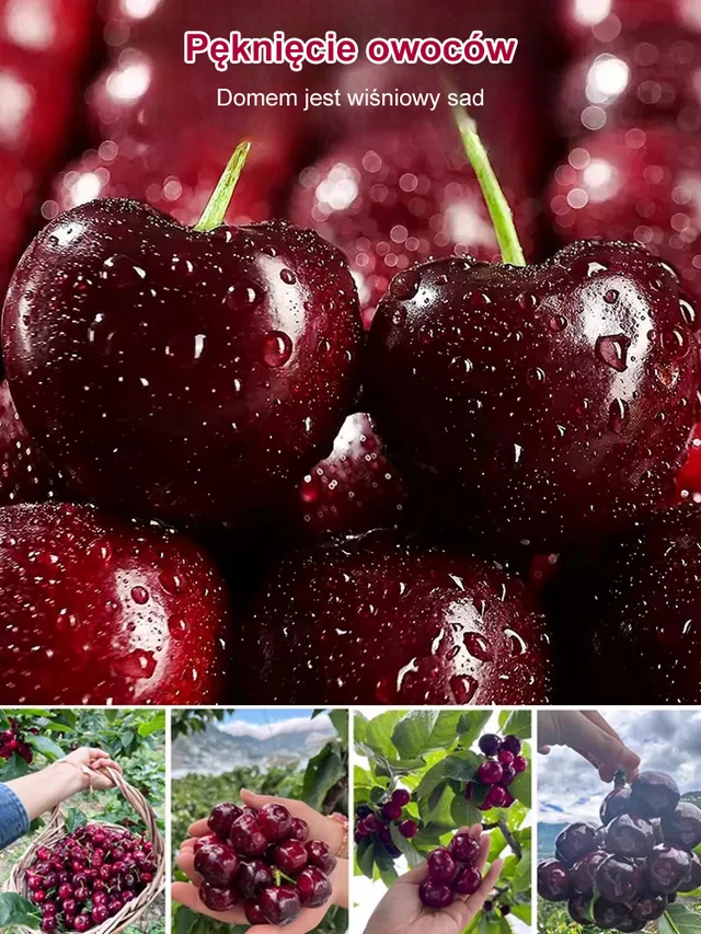 Sadzonki czereśni Chelsea, 90% przeżywalności, bezpłatny zwrot pieniędzy w przypadku braku zadowolenia