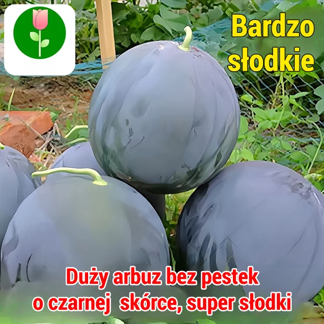 [Słodsze niż miód]Czarne bezpestkowe nasiona arbuza wysokoplennego