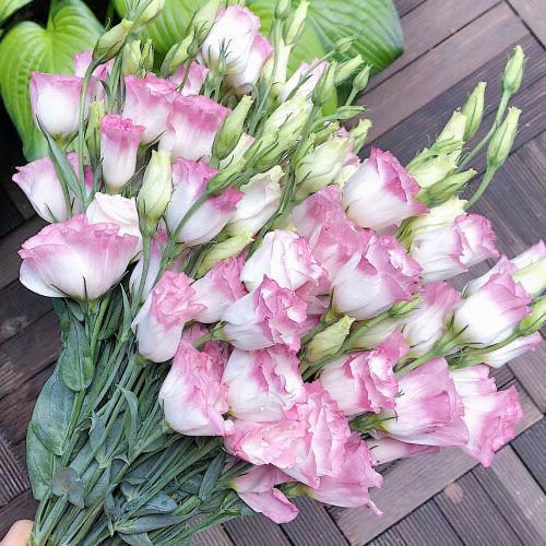 [Kwitnie nawet podczas mroźnej zimy] Nasiona lisianthus najwyższej jakości [Najniższe ceny w sieci] Limitowany czas na zakupy, 80% zniżki!!! Niespodzianka czeka na Ciebie!