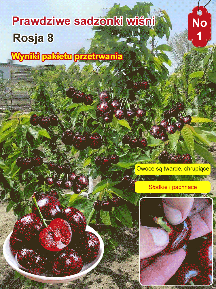 Sadzonki czereśni Chelsea, 90% przeżywalności, bezpłatny zwrot pieniędzy w przypadku braku zadowolenia