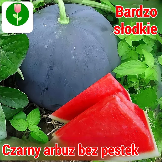 [Słodsze niż miód]Czarne bezpestkowe nasiona arbuza wysokoplennego