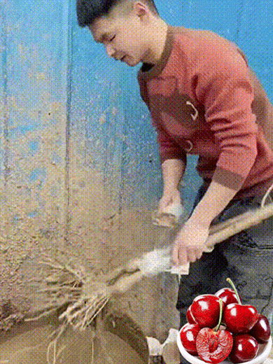 Sadzonki czereśni Chelsea, 90% przeżywalności, bezpłatny zwrot pieniędzy w przypadku braku zadowolenia