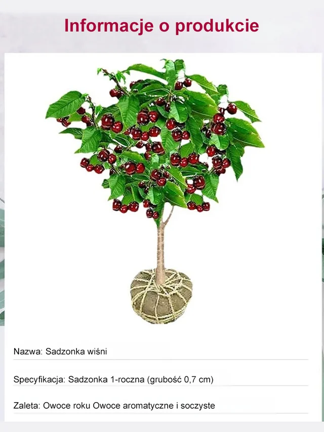 Sadzonki czereśni Chelsea, 90% przeżywalności, bezpłatny zwrot pieniędzy w przypadku braku zadowolenia