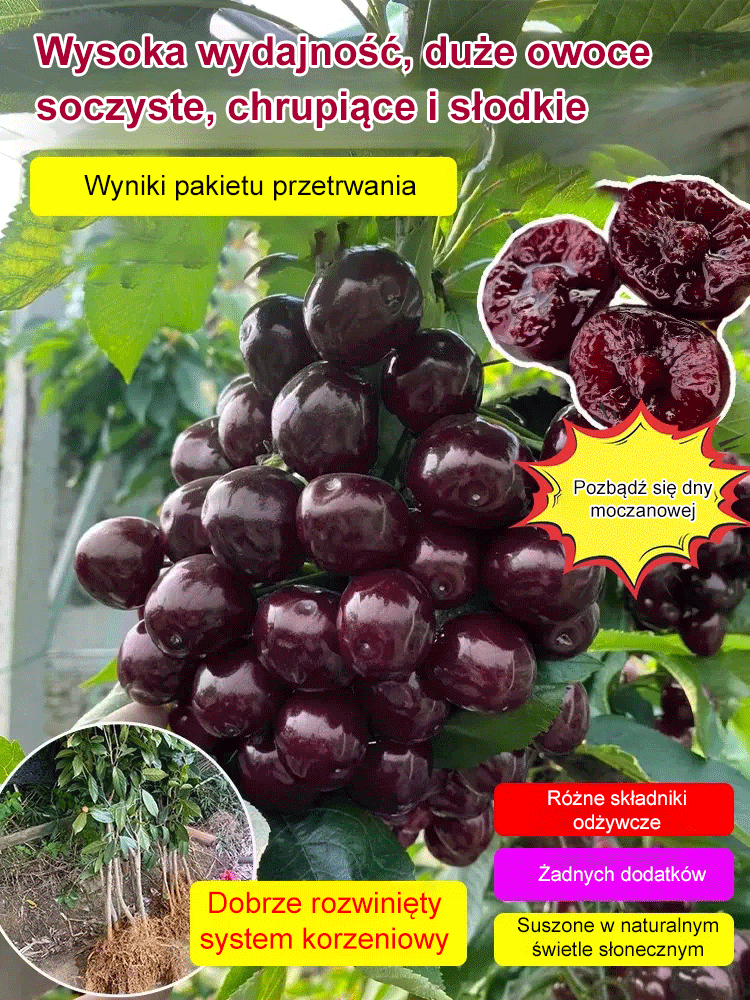 Sadzonki czereśni Chelsea, 90% przeżywalności, bezpłatny zwrot pieniędzy w przypadku braku zadowolenia