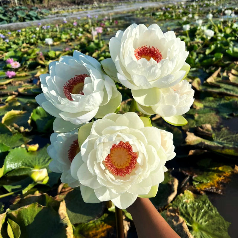 🌸【7 napos csírázás】Utolsó napi akció - 49% KEDVEZMÉNY💐The Sacred Bonsai Bowl Lotus Flower
