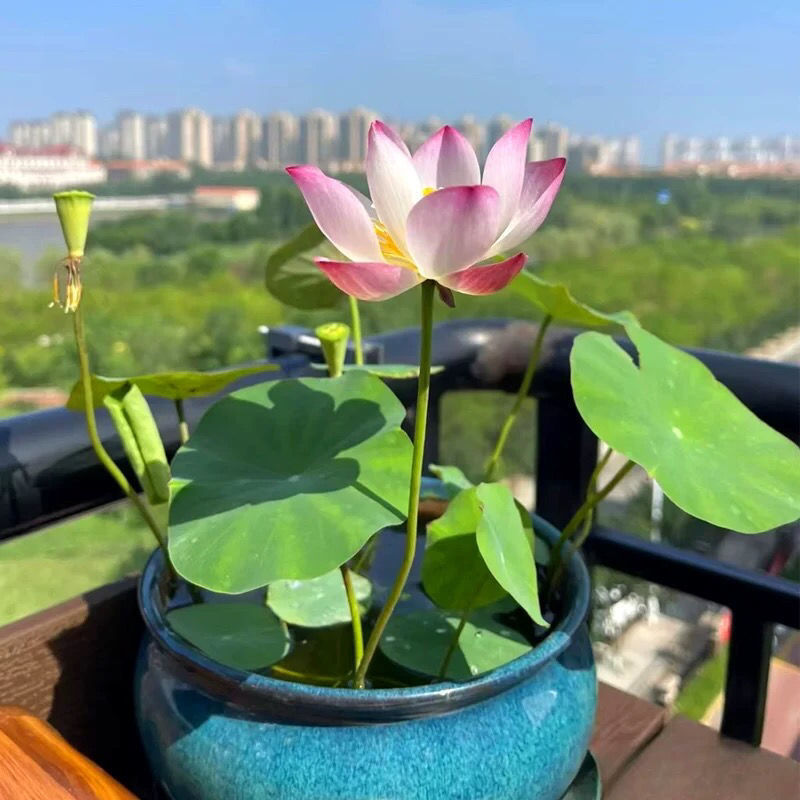 🌸【7 napos csírázás】Utolsó napi akció - 49% KEDVEZMÉNY💐The Sacred Bonsai Bowl Lotus Flower