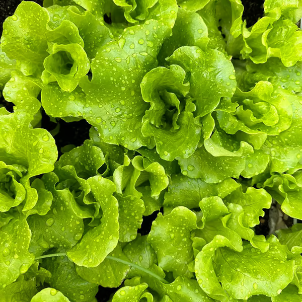 Italian Lettuce🥬Seeds