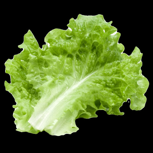 Italian Lettuce🥬Seeds