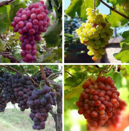 Óriás szőlőfa magvak: vékony héjú, nagy és mag nélküli 🍇🌿