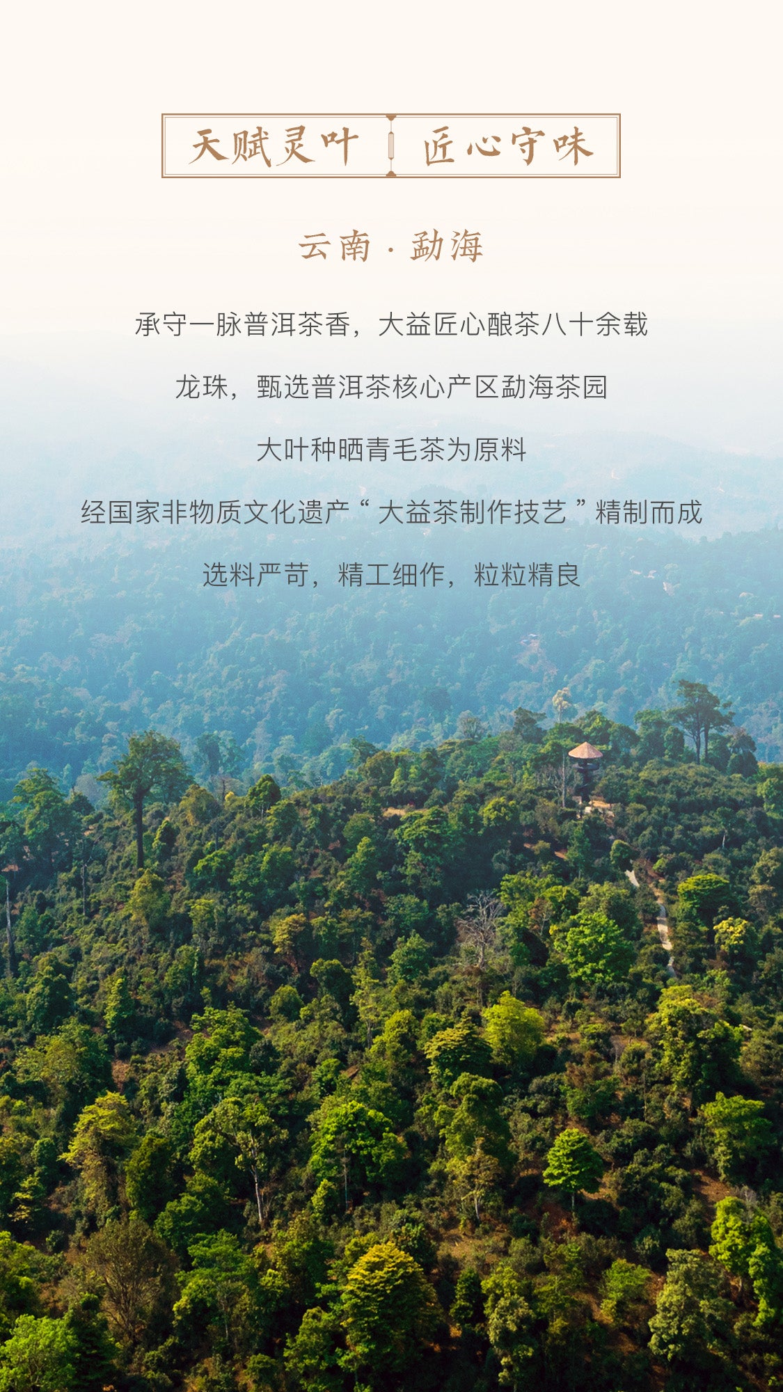 Dragon Ball Gift Package  Quick Brew Ripe Pu’er Tea 80g/box-taeteastore