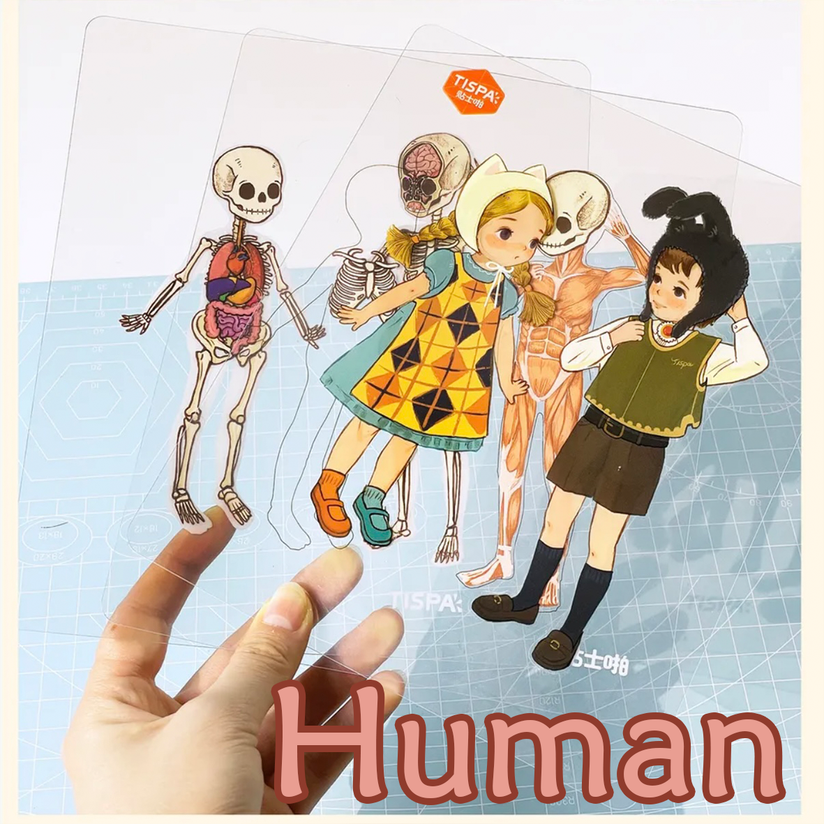 Animal Dissection Series: DIY 3D Sticker Collection - 8 Cute Miniature Scenes
