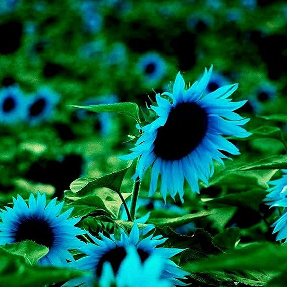 Heavenly Blue Sunflower Seeds: Mystical Sparkle in Your Garden