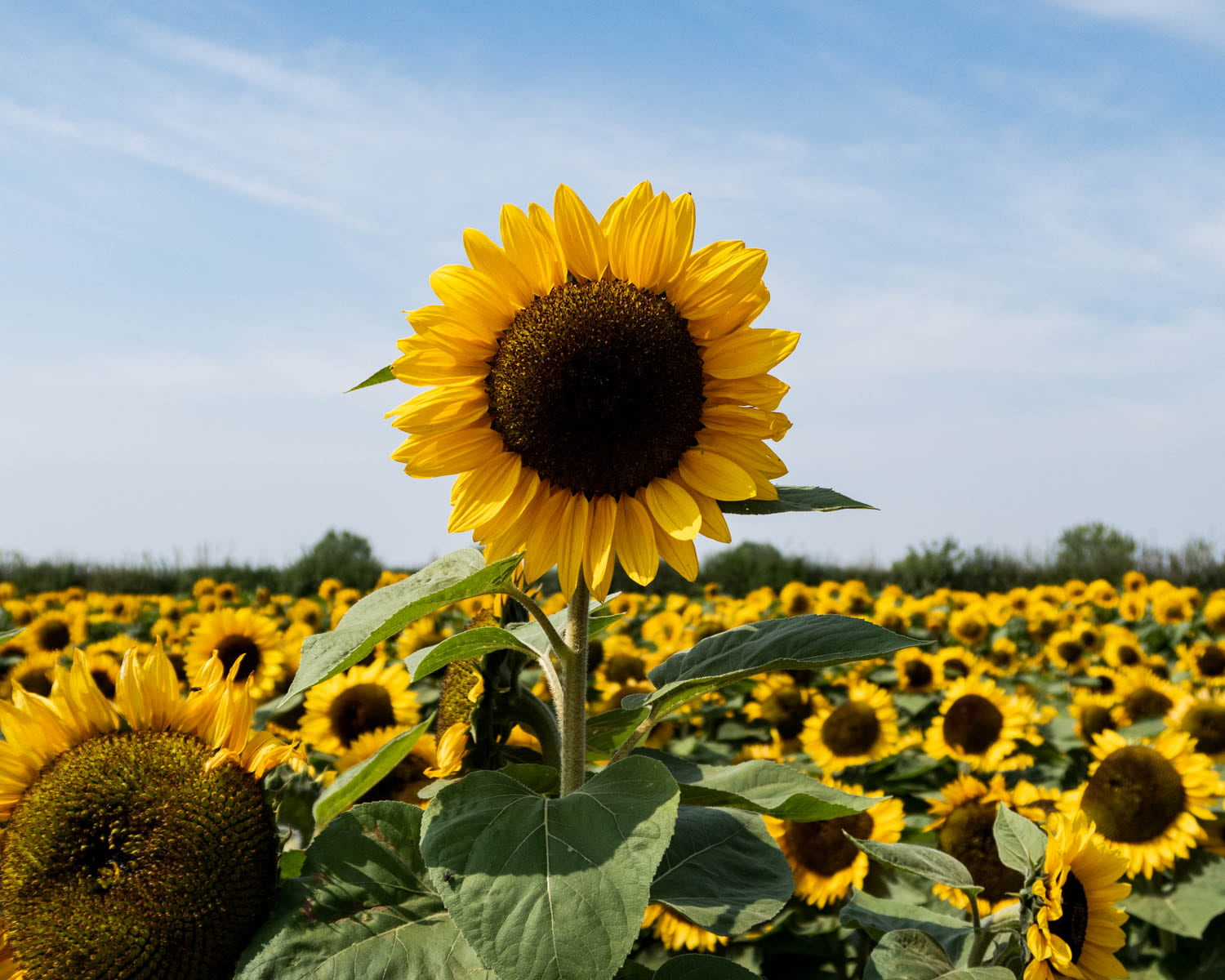 Sunflower Seeds: Brightness and Happiness in Your Garden