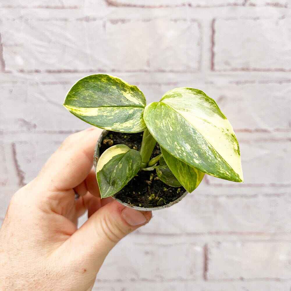 Monstera Standleyana Cheese House Plant 6cm Pot