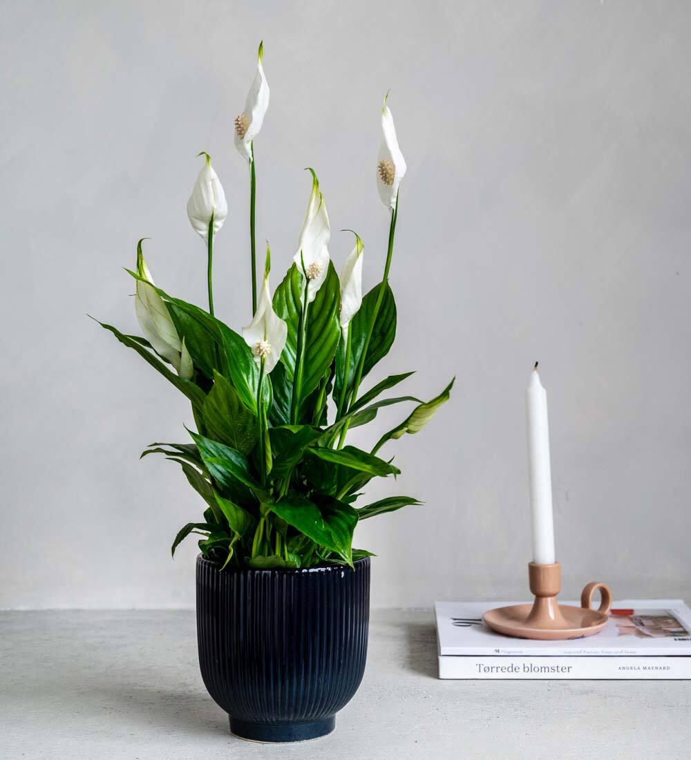 Peace Lily & Ribbed Ceramic Pot