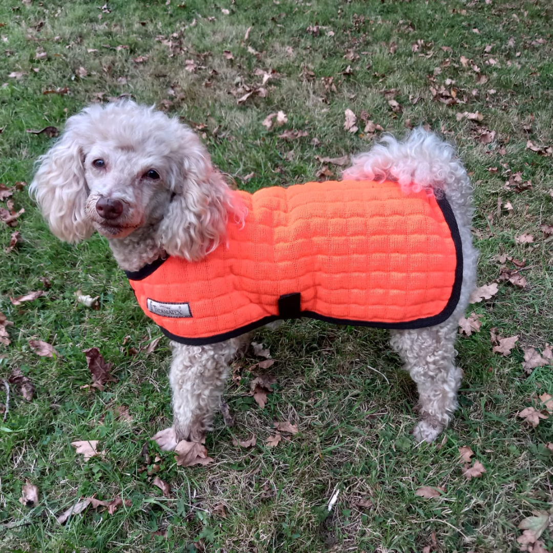 Day-Glo Dog Coat