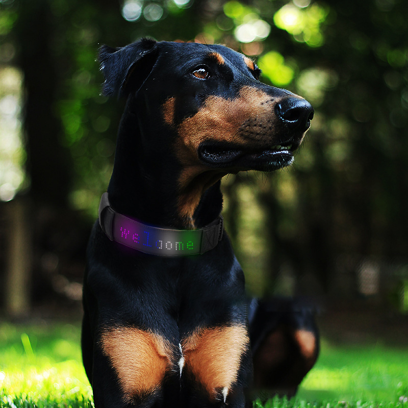 LED fiber optic luminous dog pet collar app DIY characters night light charging adjustable-Rongpet