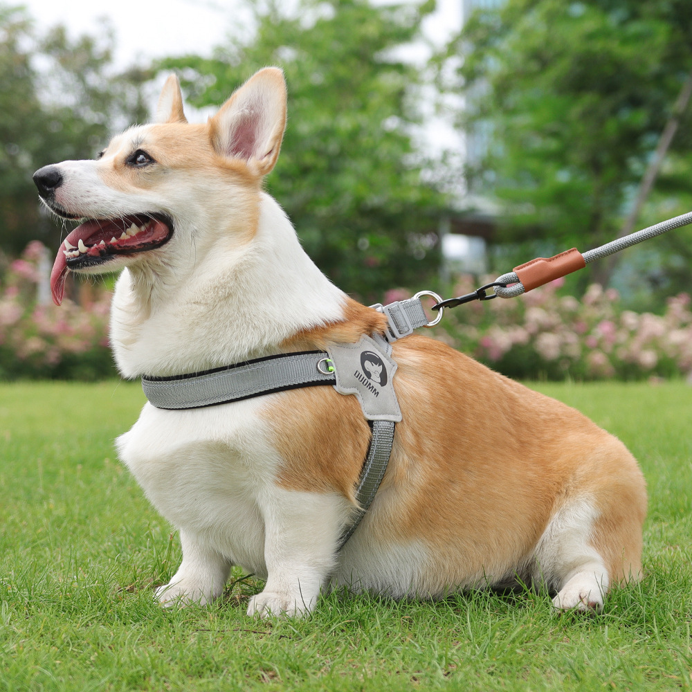 Multiple styles-Pet dog/cat harness & traction rope/automatic telescopic traction rope