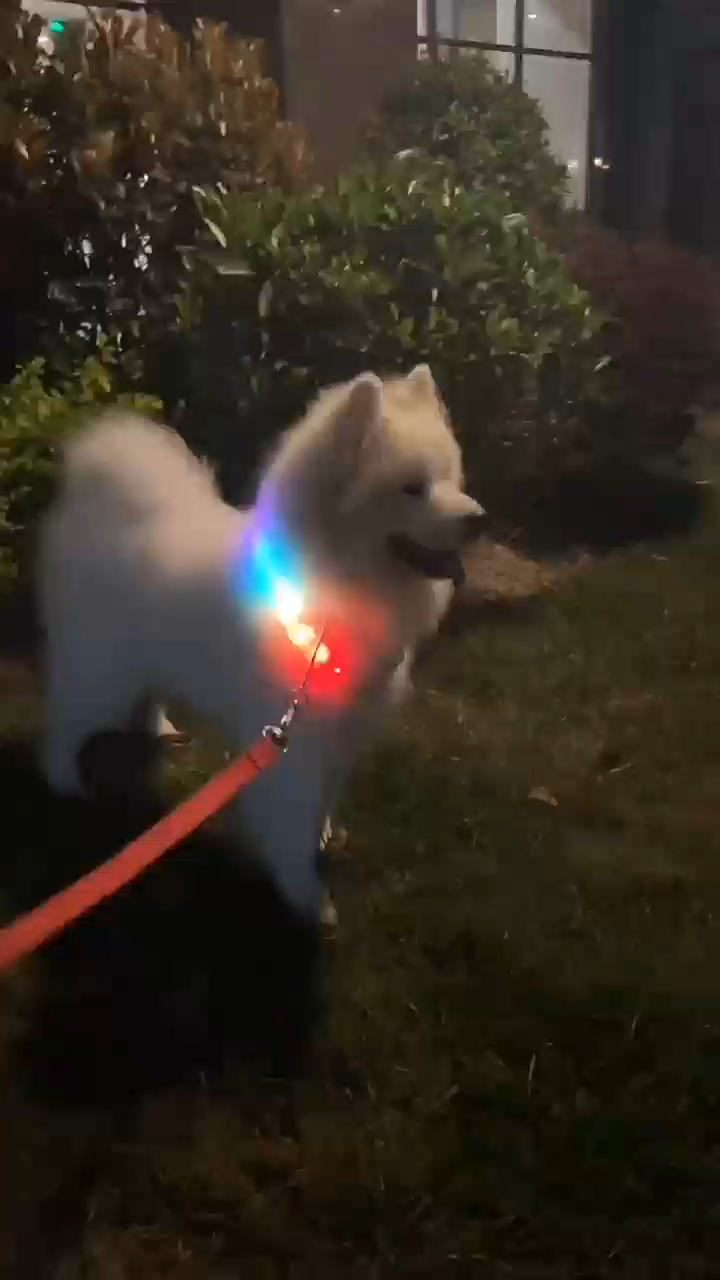 Pet Glow Necklace Dog LED Glow Necklace Multi color Adjustable Nightlight Walking Dog Necklace