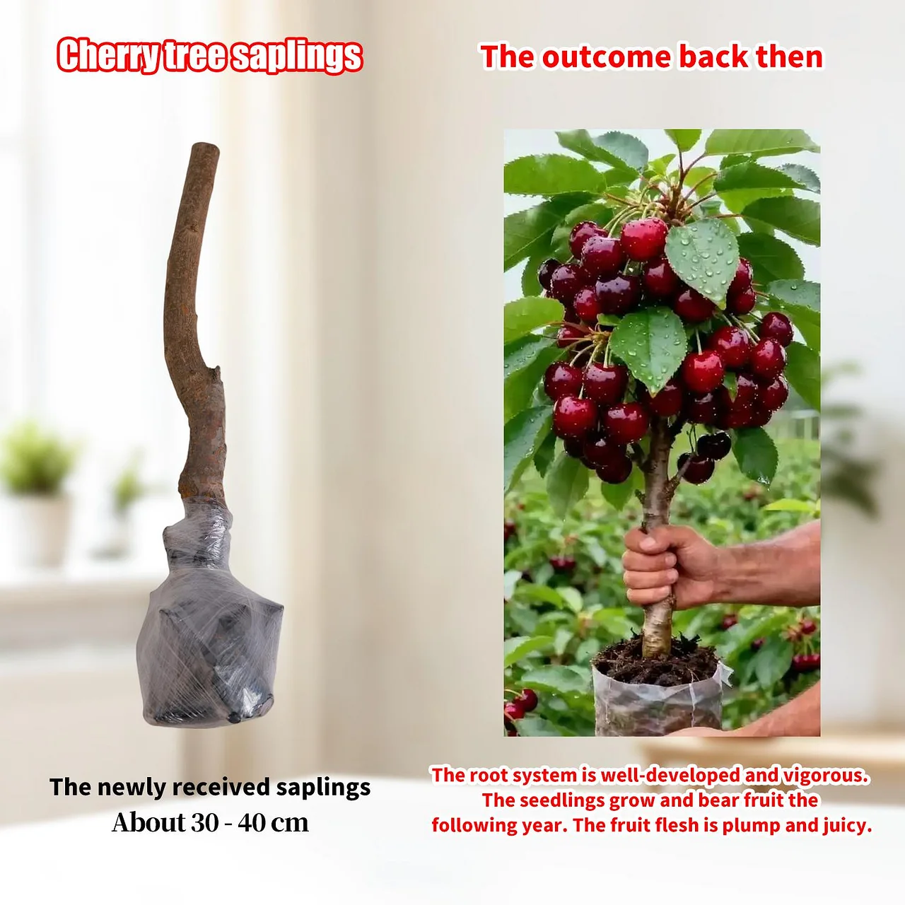 Heirloom Non-GMO Cherry Tree Seedling, Dwarf Compact, Sweet Fruit, for Containers & Home Gardens