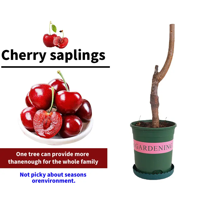 🔥LAST DAY Promotion 25% OFF🌱Perennial Cherry Tree Seedlings🌱