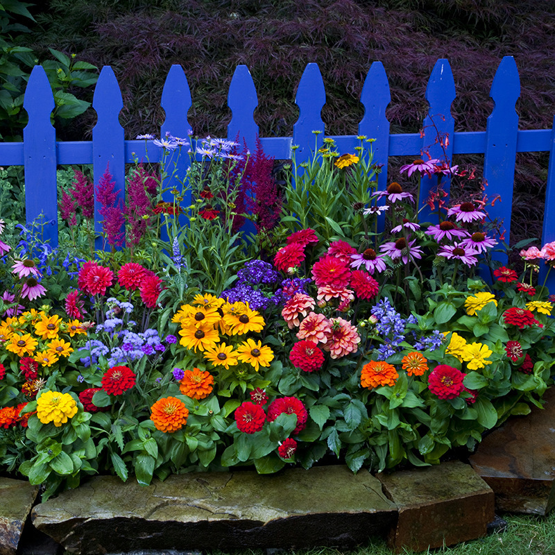 💝Premium Mixed Perennial Cornflower Seeds