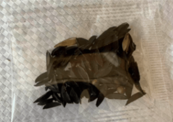 🔥Premium Rare Hosta Seeds💖🔥1 Pack-100 Seeds-GD